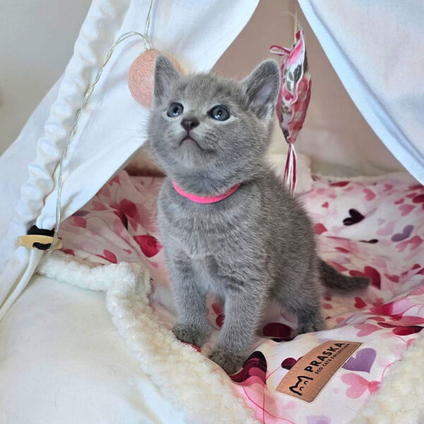 Russian Blue Kittens For Sale Pure Breed Guarantee Russian Blue Home